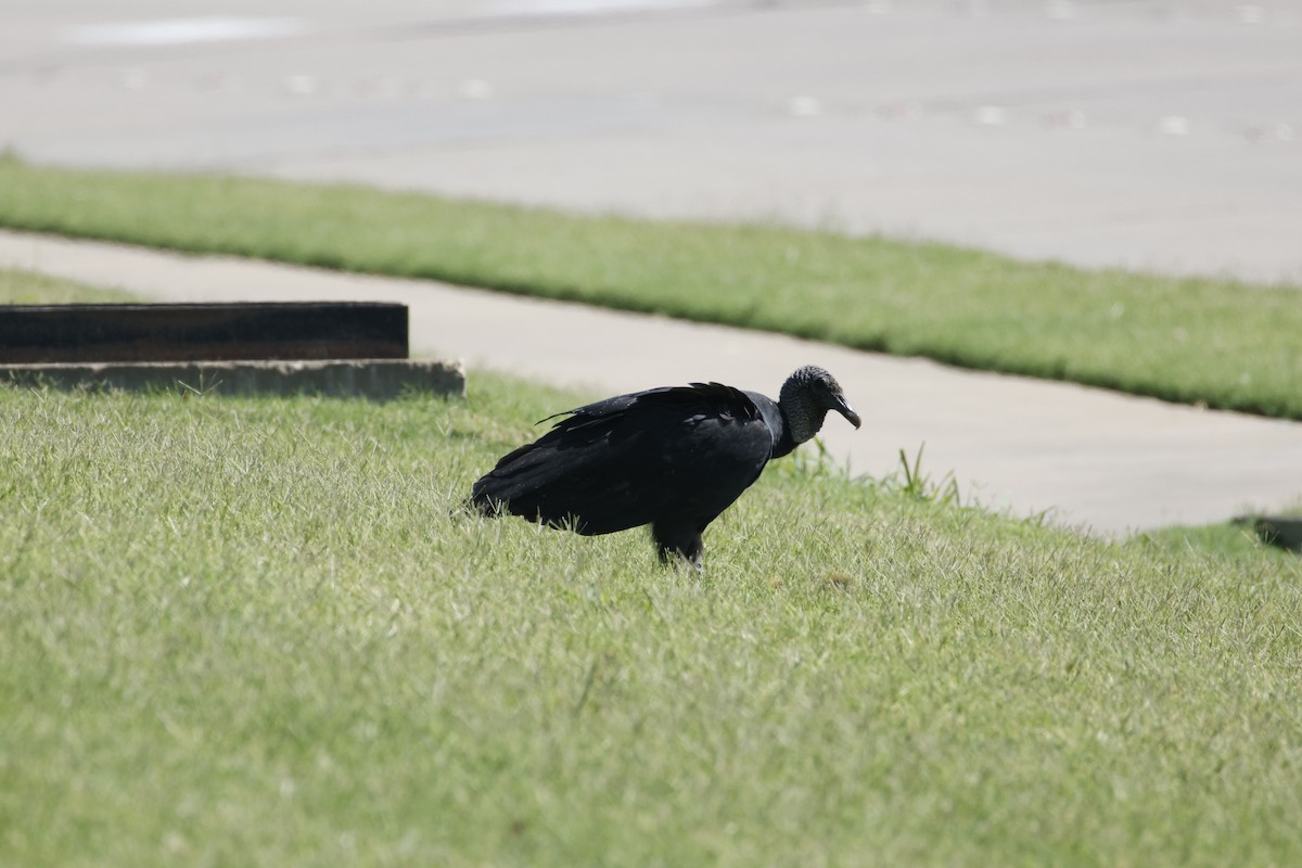 Black Vulture - ML643871572