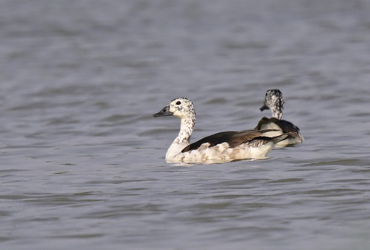 Knob-billed Duck - ML643871577