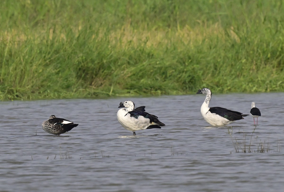 Knob-billed Duck - ML643871578