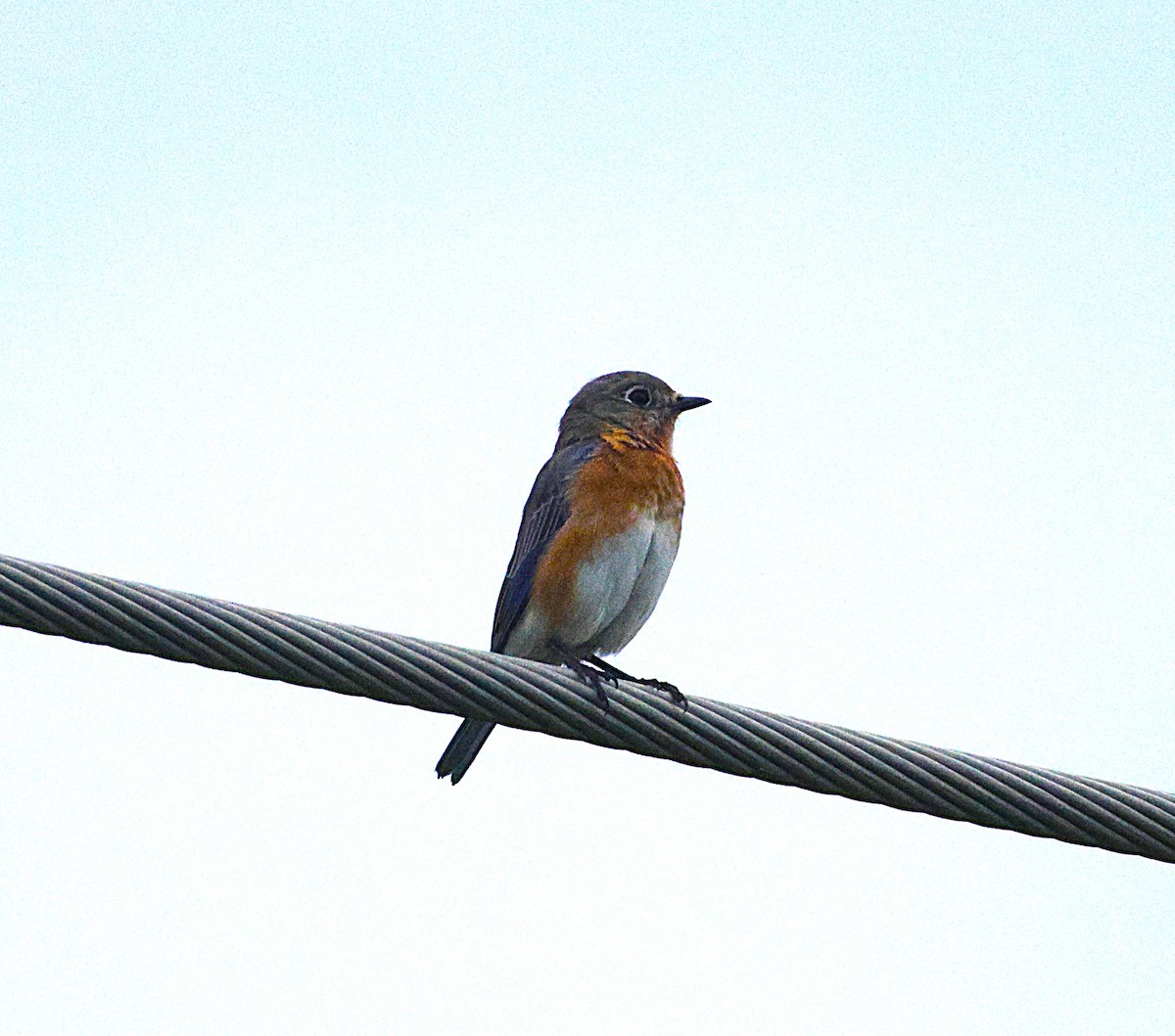 Eastern Bluebird - ML643871579