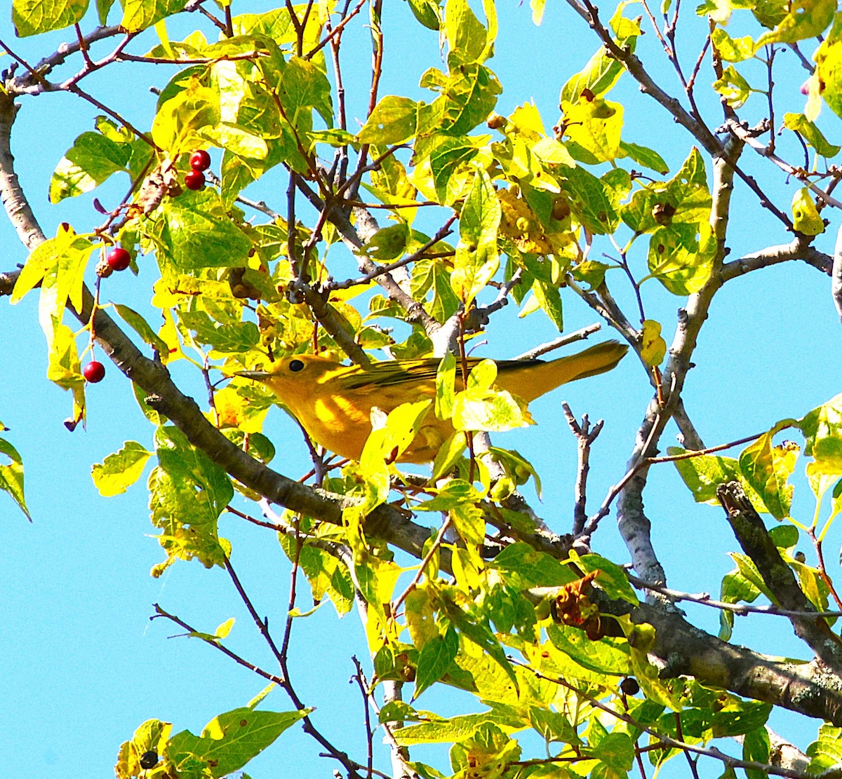Yellow Warbler (Northern) - ML643871580