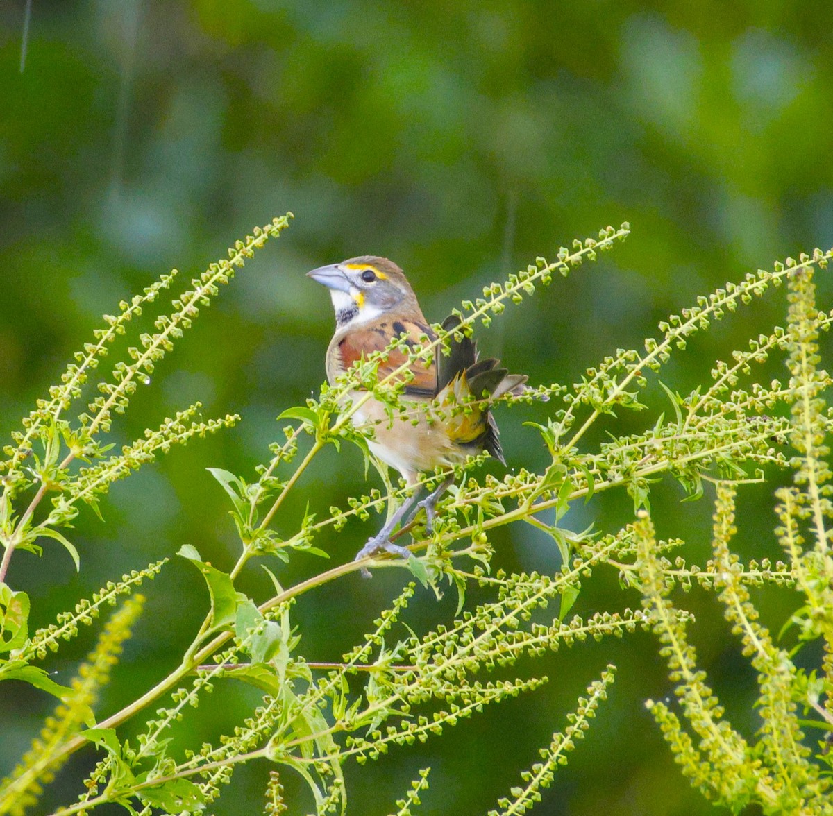 Dickcissel - ML643871582