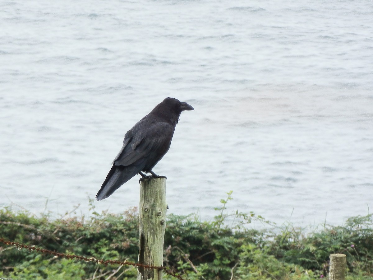 Common Raven - ML643871584