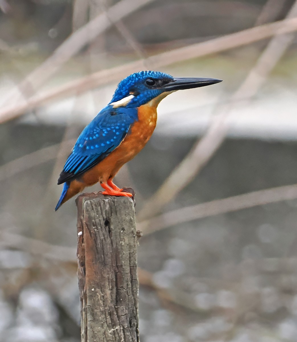 Blue-eared Kingfisher - ML643871593