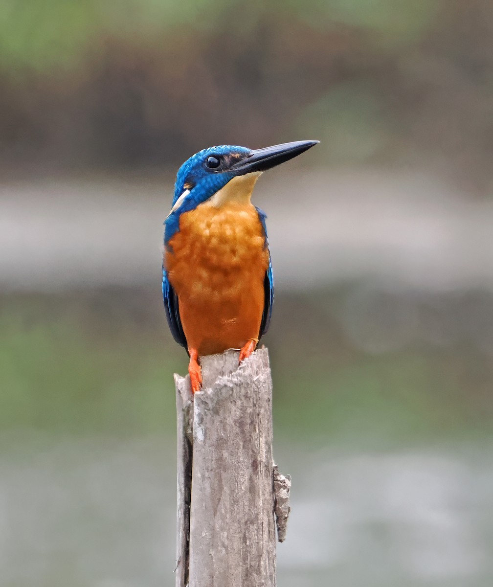 Blue-eared Kingfisher - ML643871594