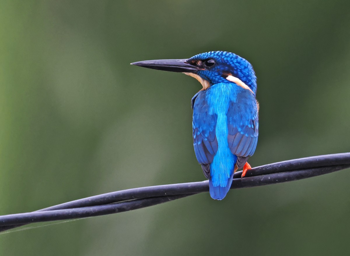 Blue-eared Kingfisher - ML643871595