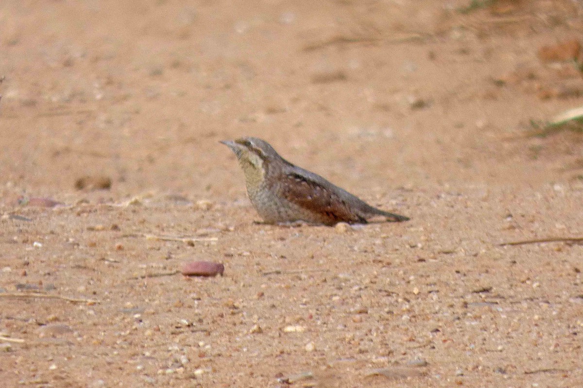 Холтсон гоётуул - ML643871596