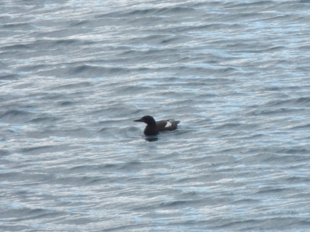 Black Guillemot - ML643871598