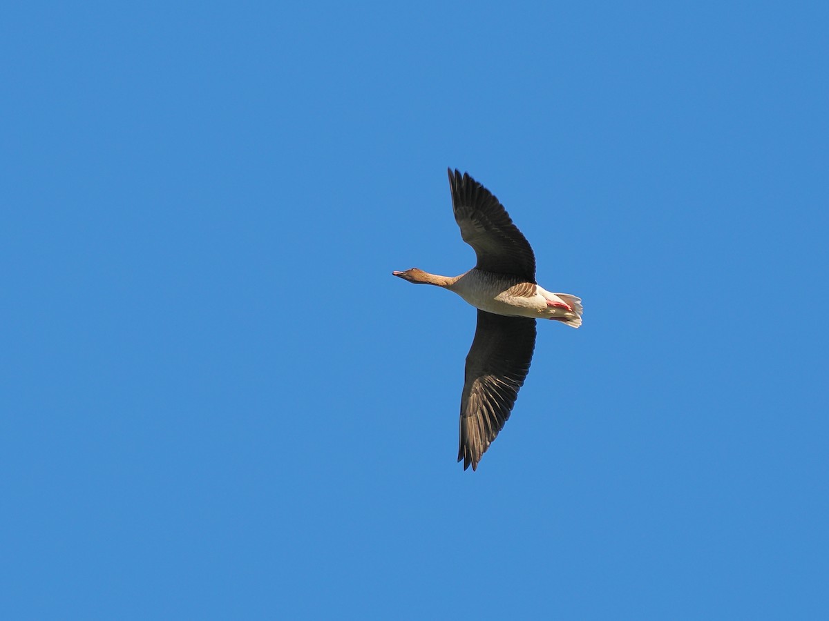 Pink-footed Goose - ML643871614