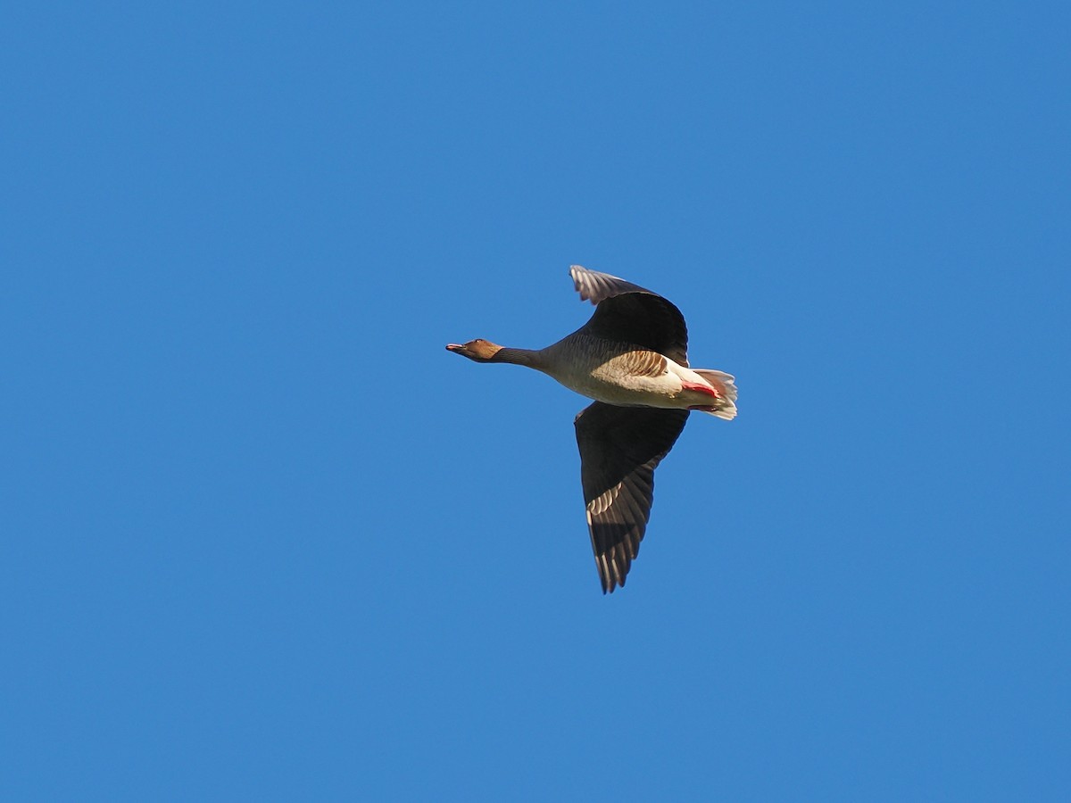 Pink-footed Goose - ML643871622