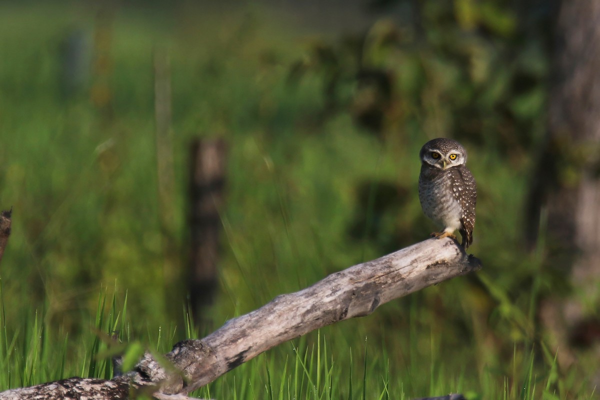 Spotted Owlet - ML643871623