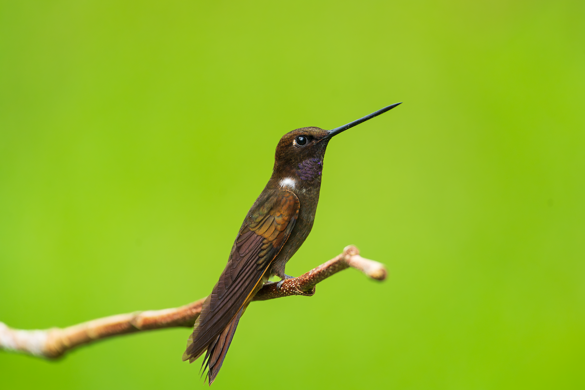 Brown Inca - ML643871626