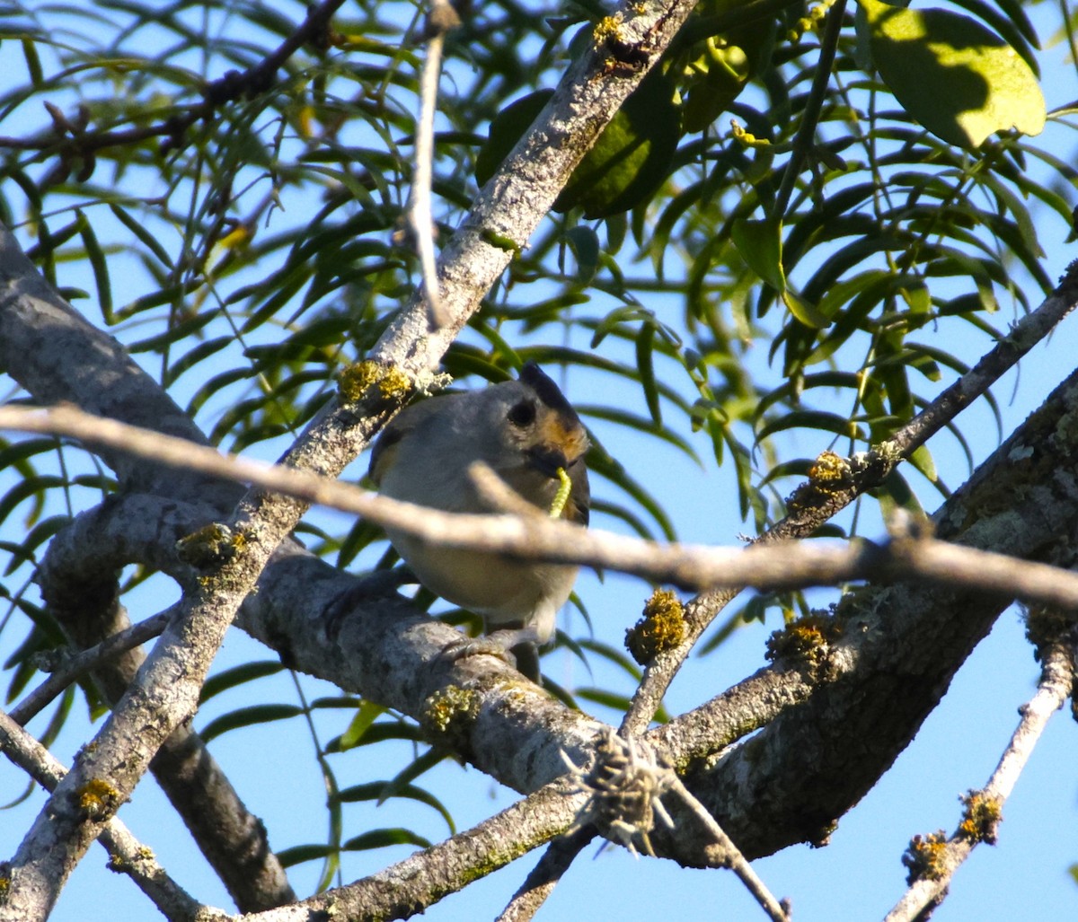 Black-crested Titmouse - ML643871627
