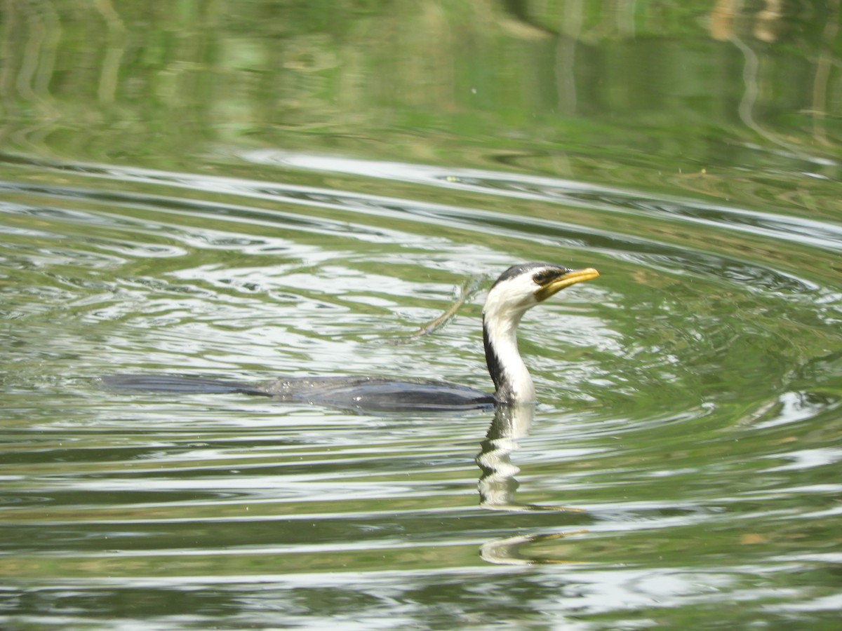 Little Pied Cormorant - ML643871629