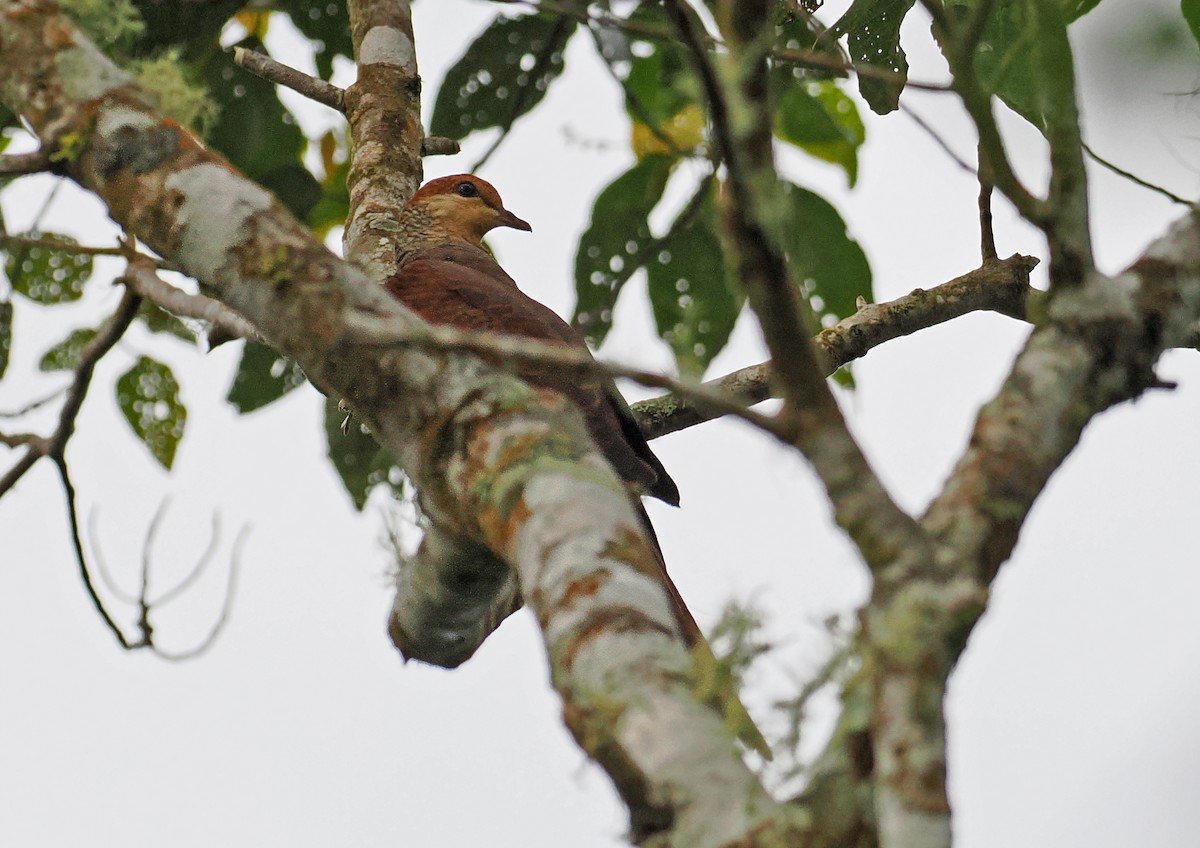 スルターンオナガバト（albicapilla グループ） - ML643871632