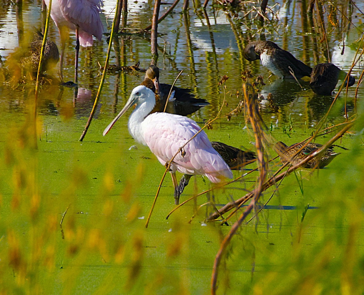 Espátula Rosada - ML643871634
