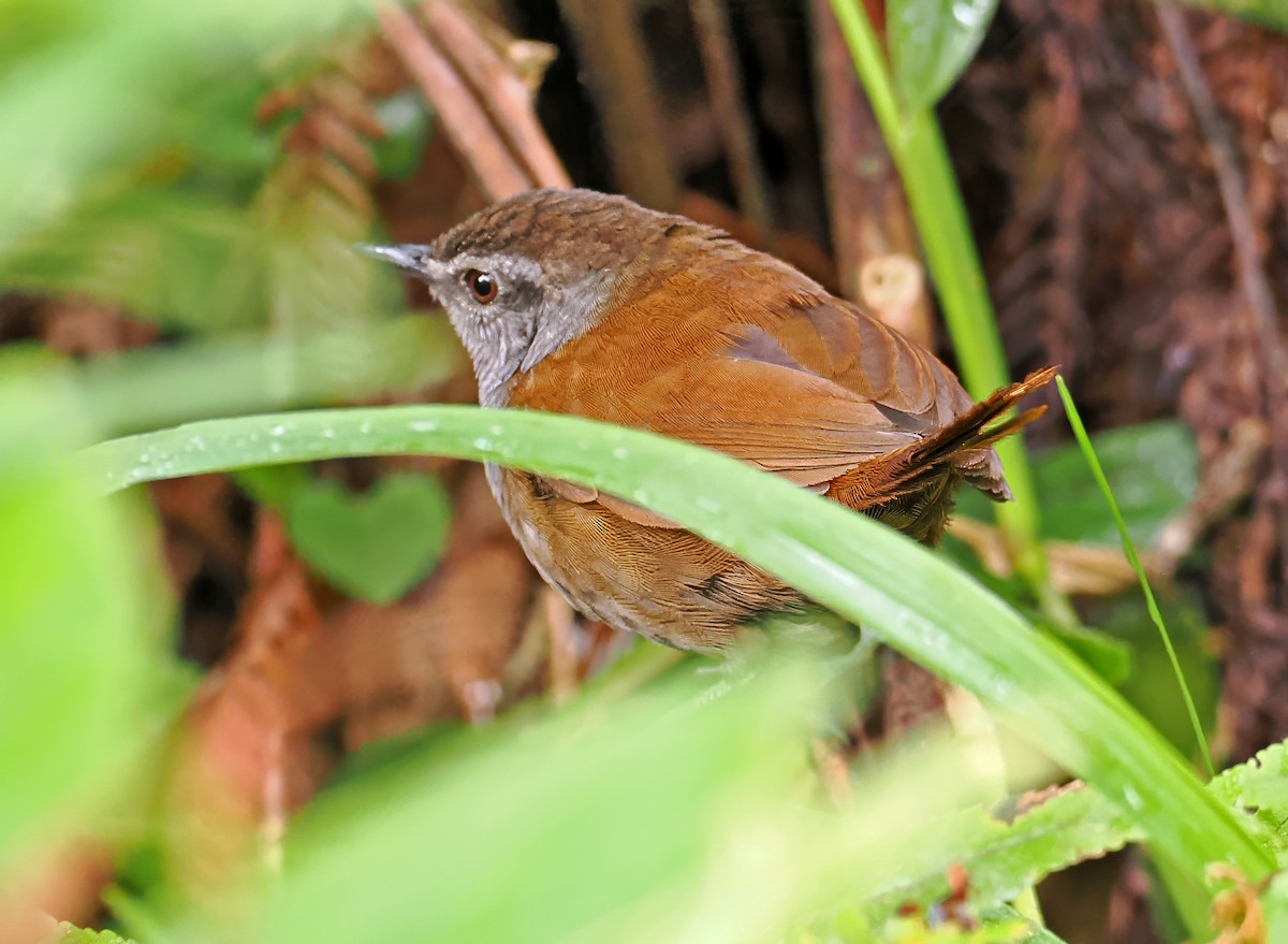 Sulawesi Bush Warbler - ML643871638