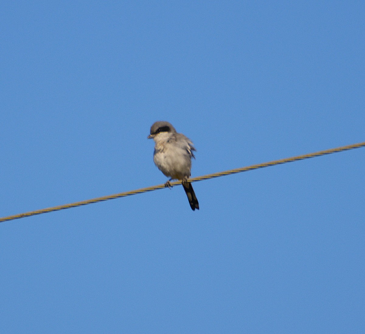 Loggerhead Shrike - ML643871639