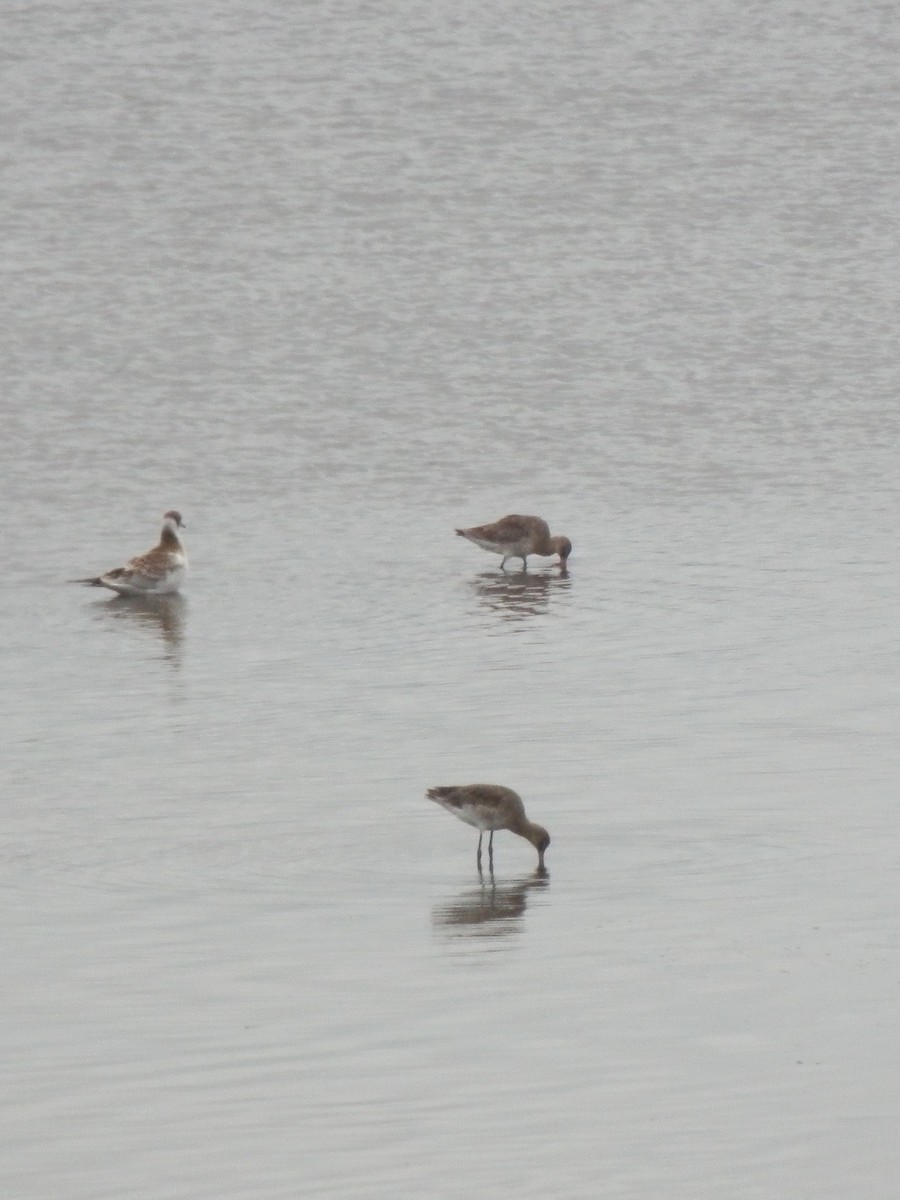 Black-tailed Godwit - ML643871640