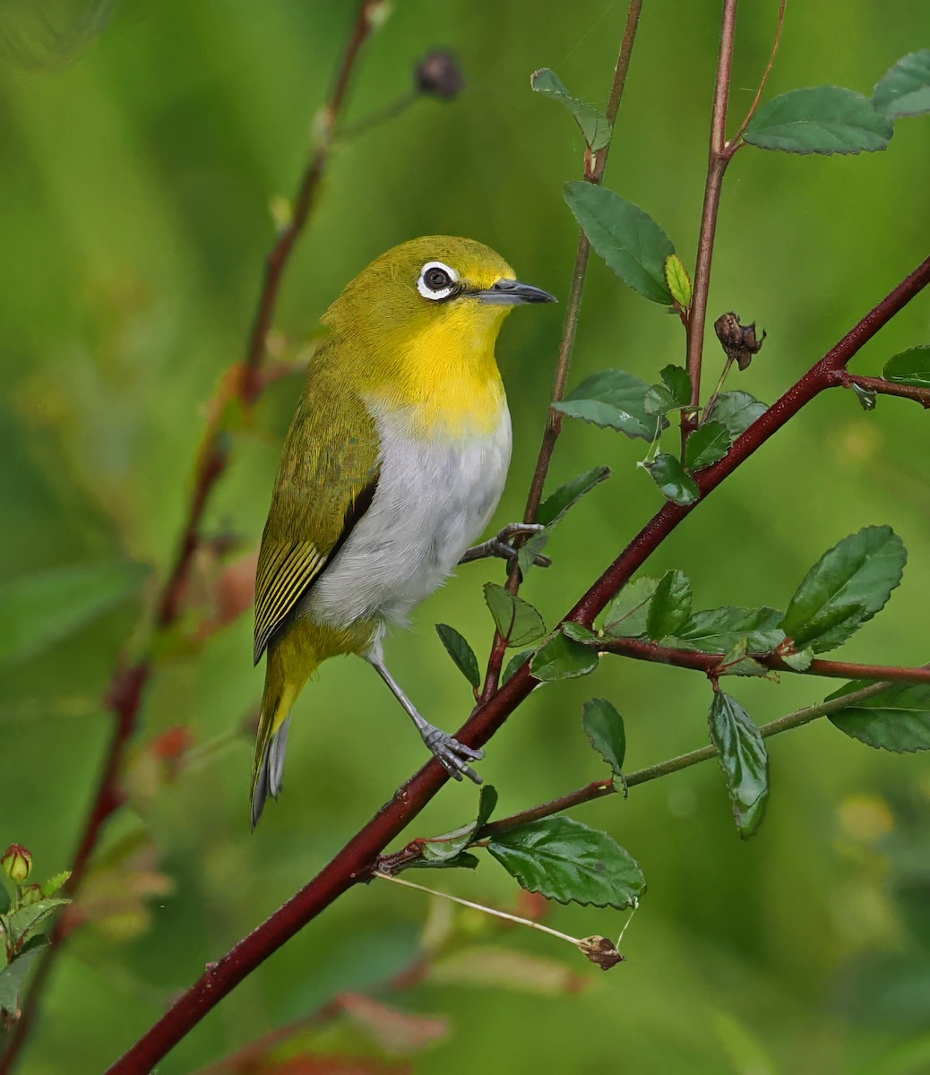 Warbling White-eye - ML643871641