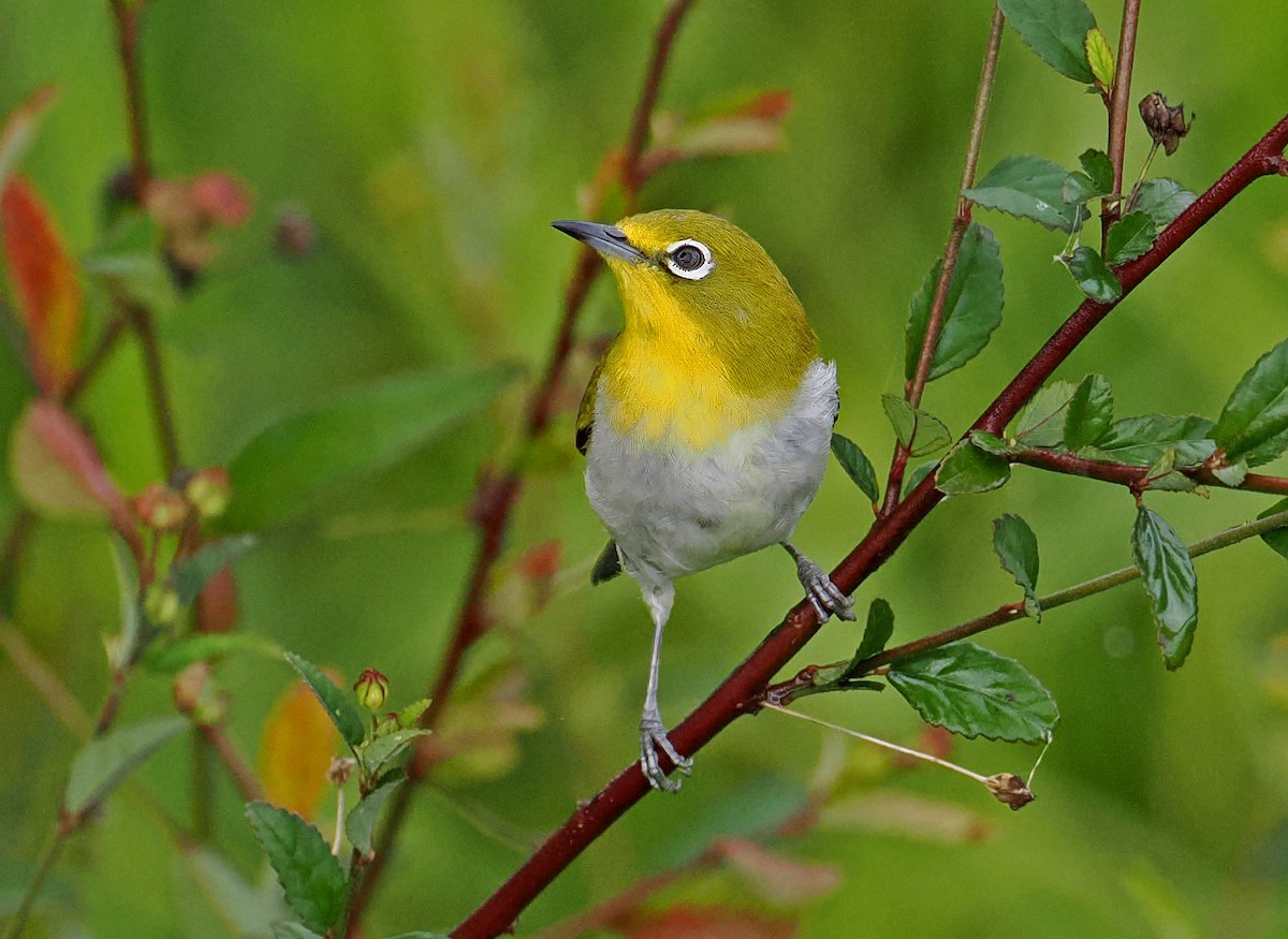 Warbling White-eye - ML643871642