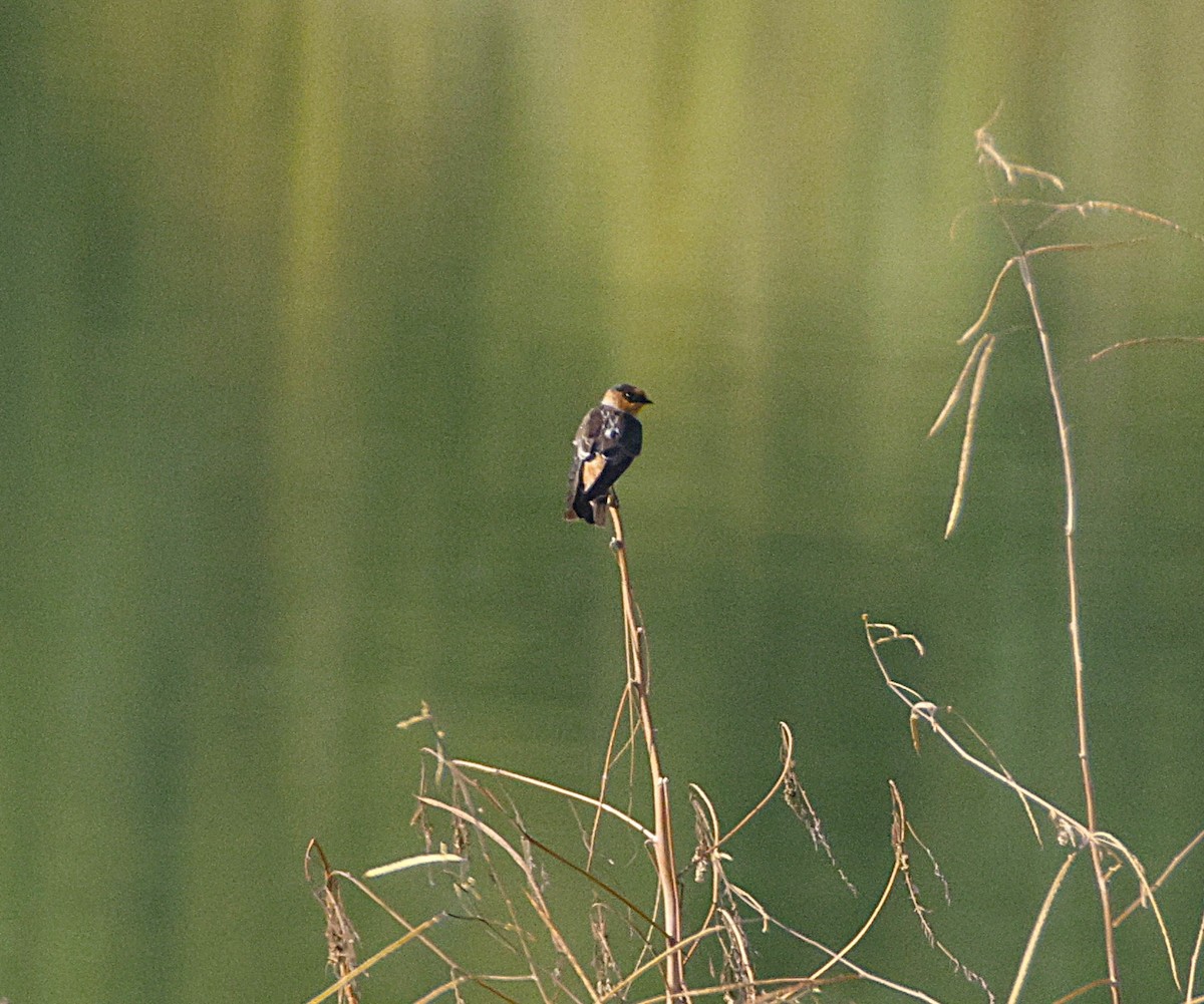 vlaštovka jeskynní (ssp. pallida) - ML643871644