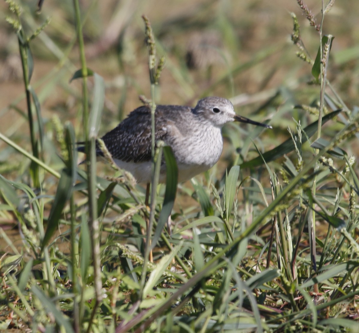 Lesser Yellowlegs - ML643871650