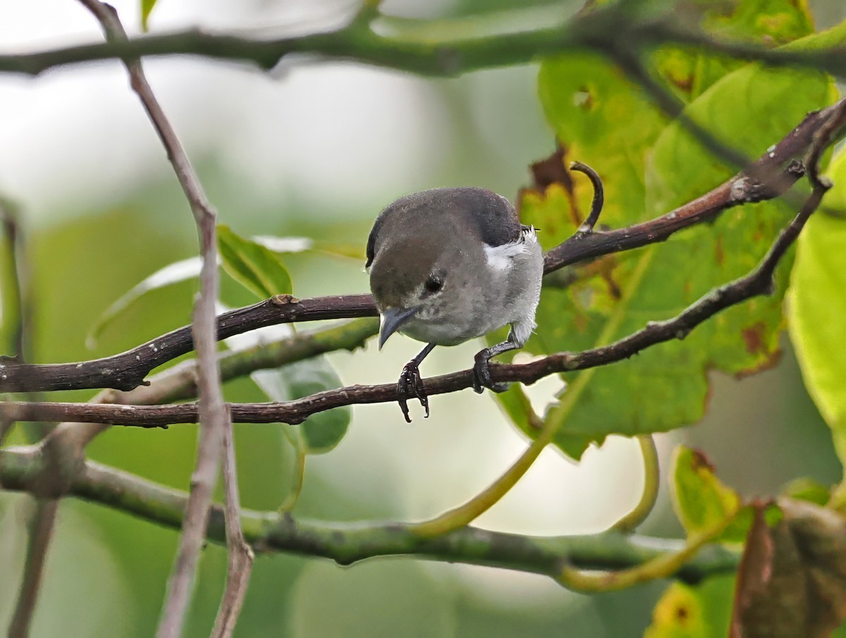 Dicée à tête rouge - ML643871651