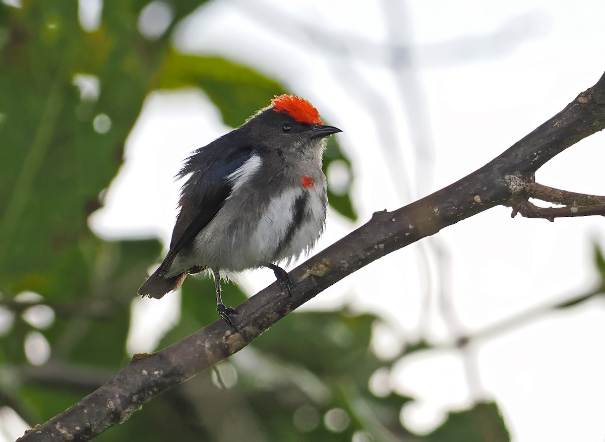 Dicée à tête rouge - ML643871652