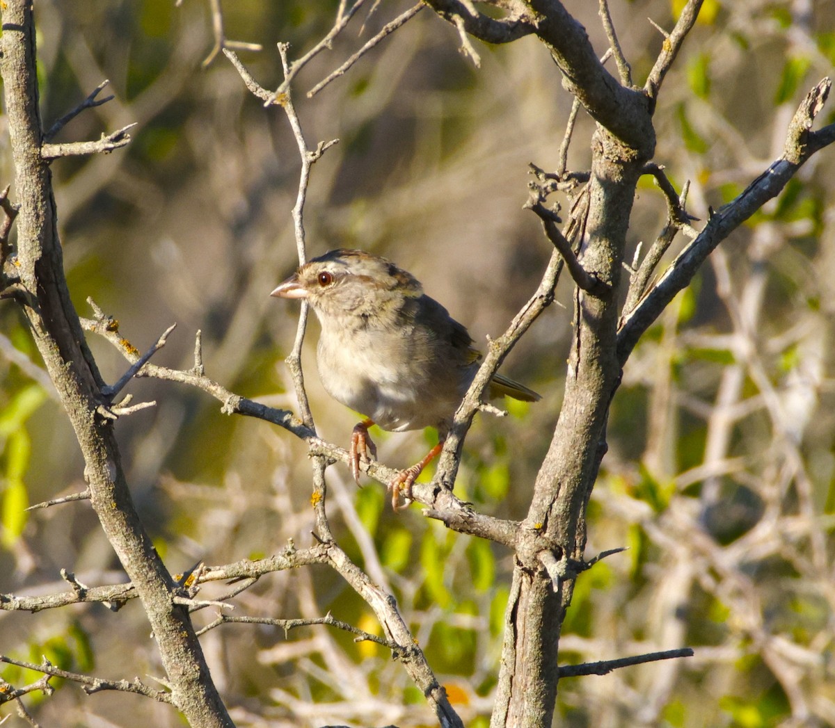 Olive Sparrow - ML643871655