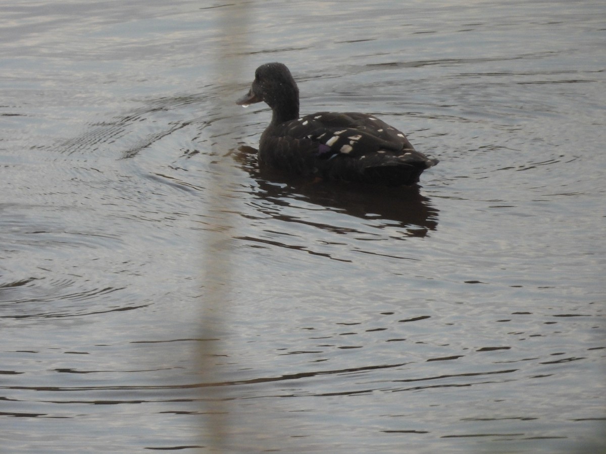 Canard noirâtre - ML643871680