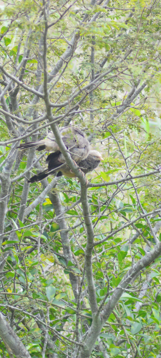 Yellow-billed Babbler - ML643871684