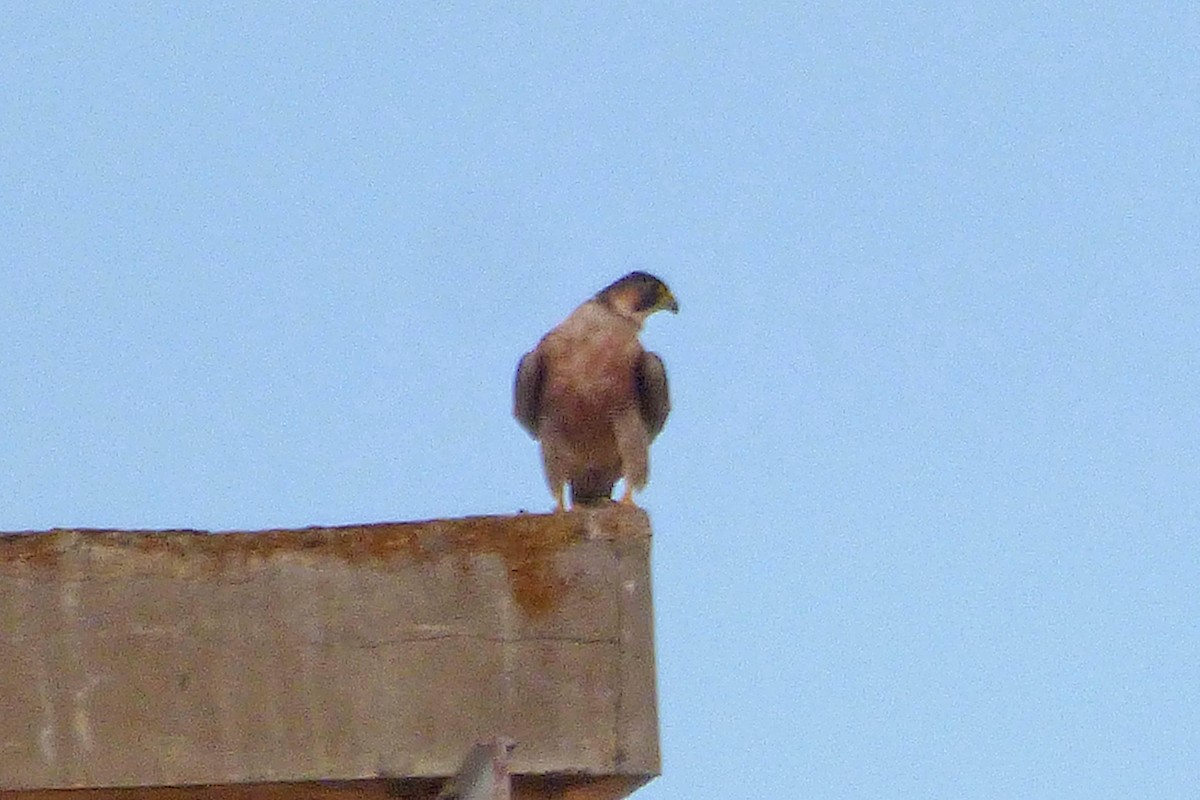 Эгэл шонхор - ML643871699