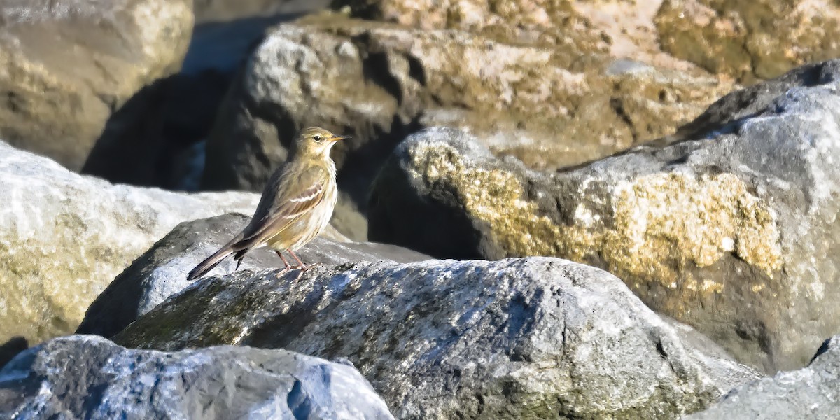 Rock Pipit - ML643871737