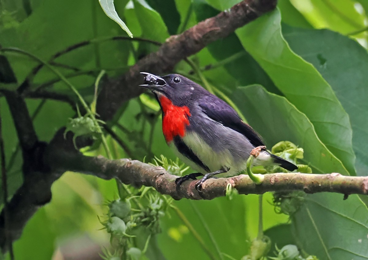 Gray-sided Flowerpecker (Gray-sided) - ML643871743