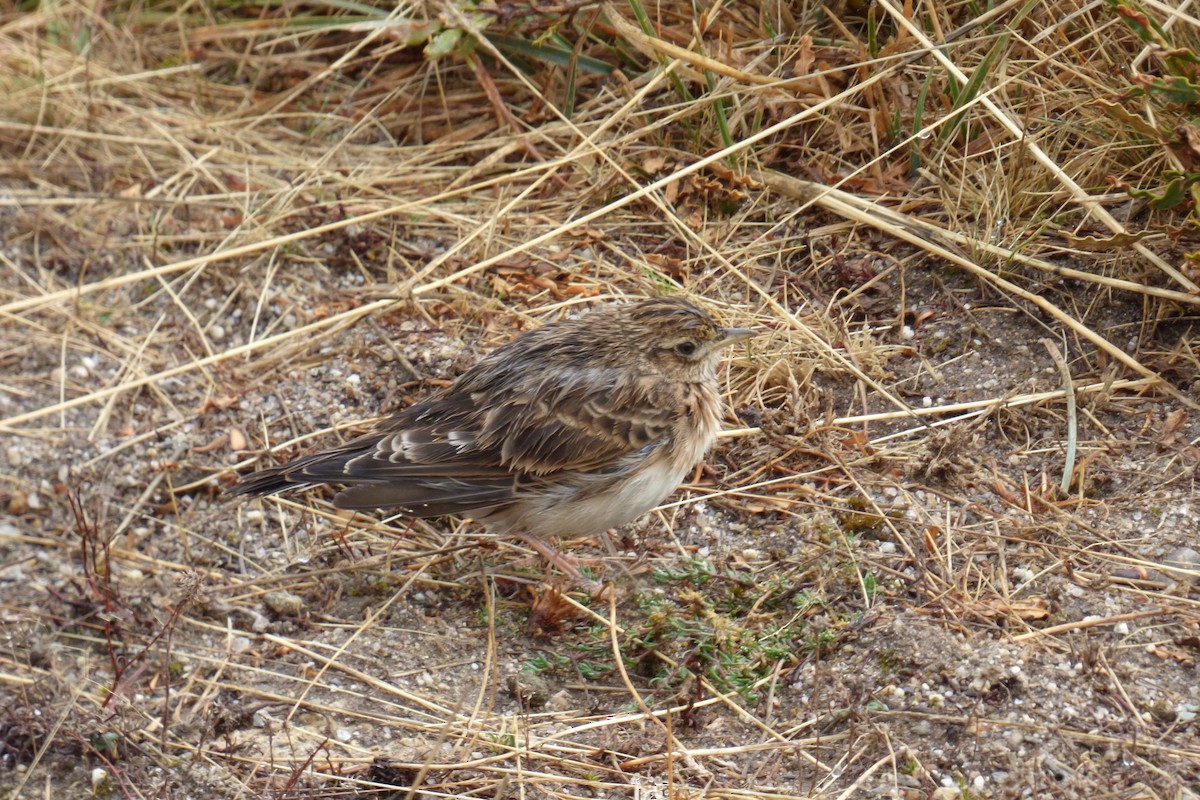 Боролзой болжмор - ML643871747