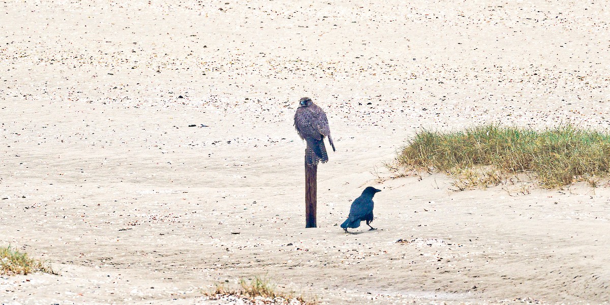 Gerfalke - ML643871750