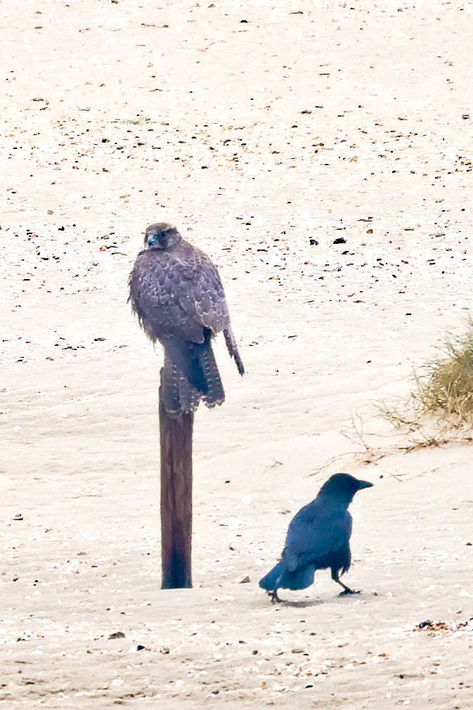 Gerfalke - ML643871751