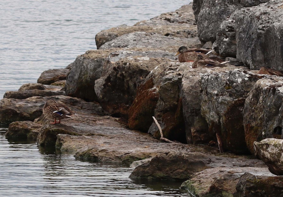 Mallard - ML643871759