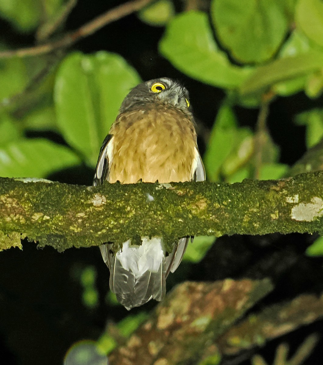 Ochre-bellied Boobook - ML643871761