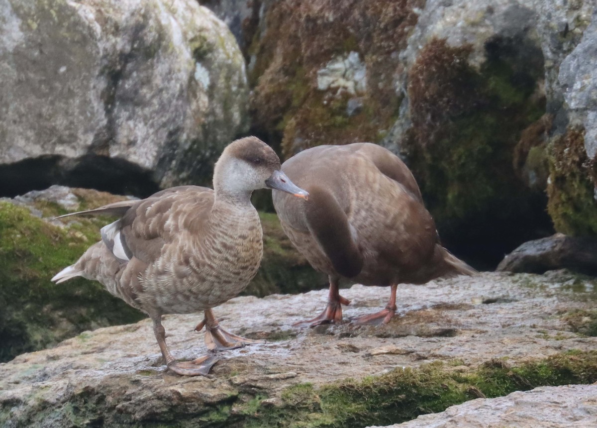 Red-crested Pochard - ML643871762