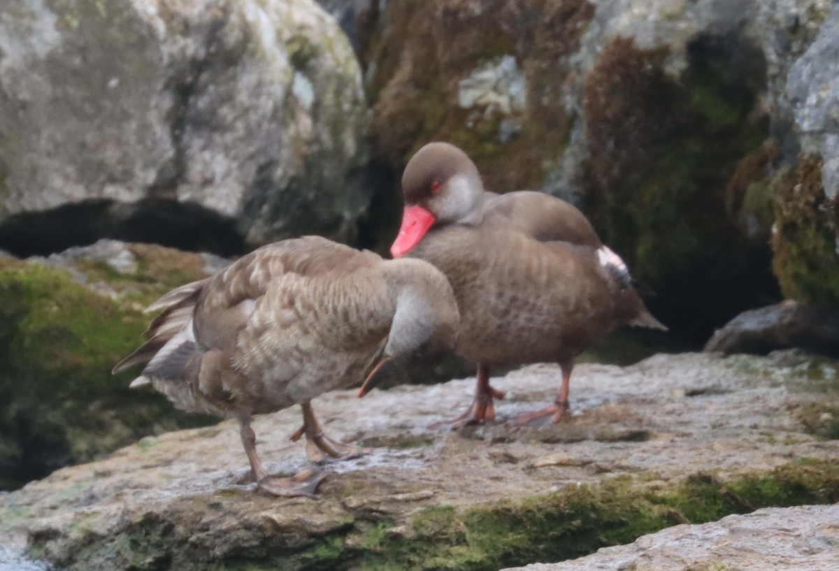 Red-crested Pochard - ML643871763