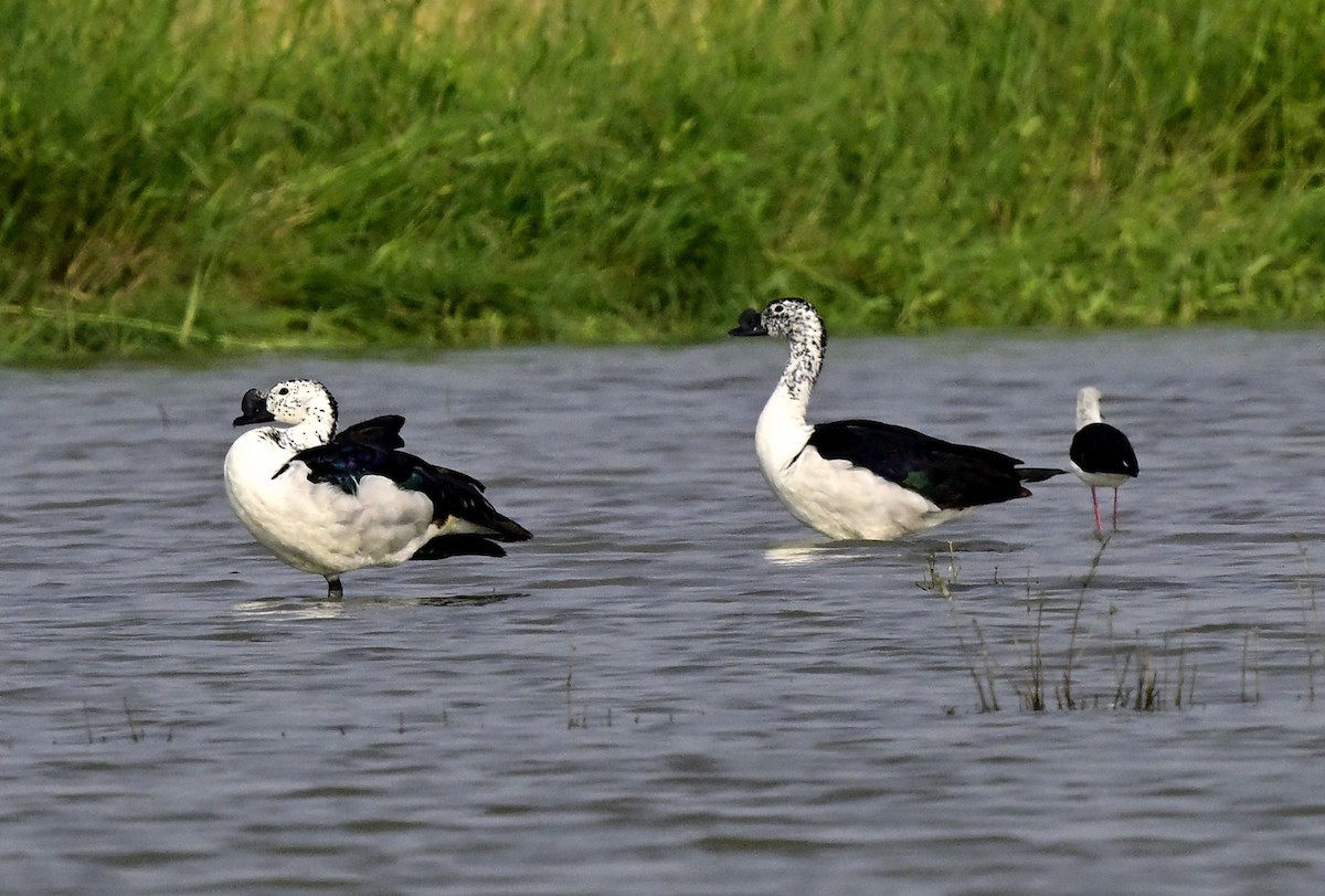 Knob-billed Duck - ML643871764