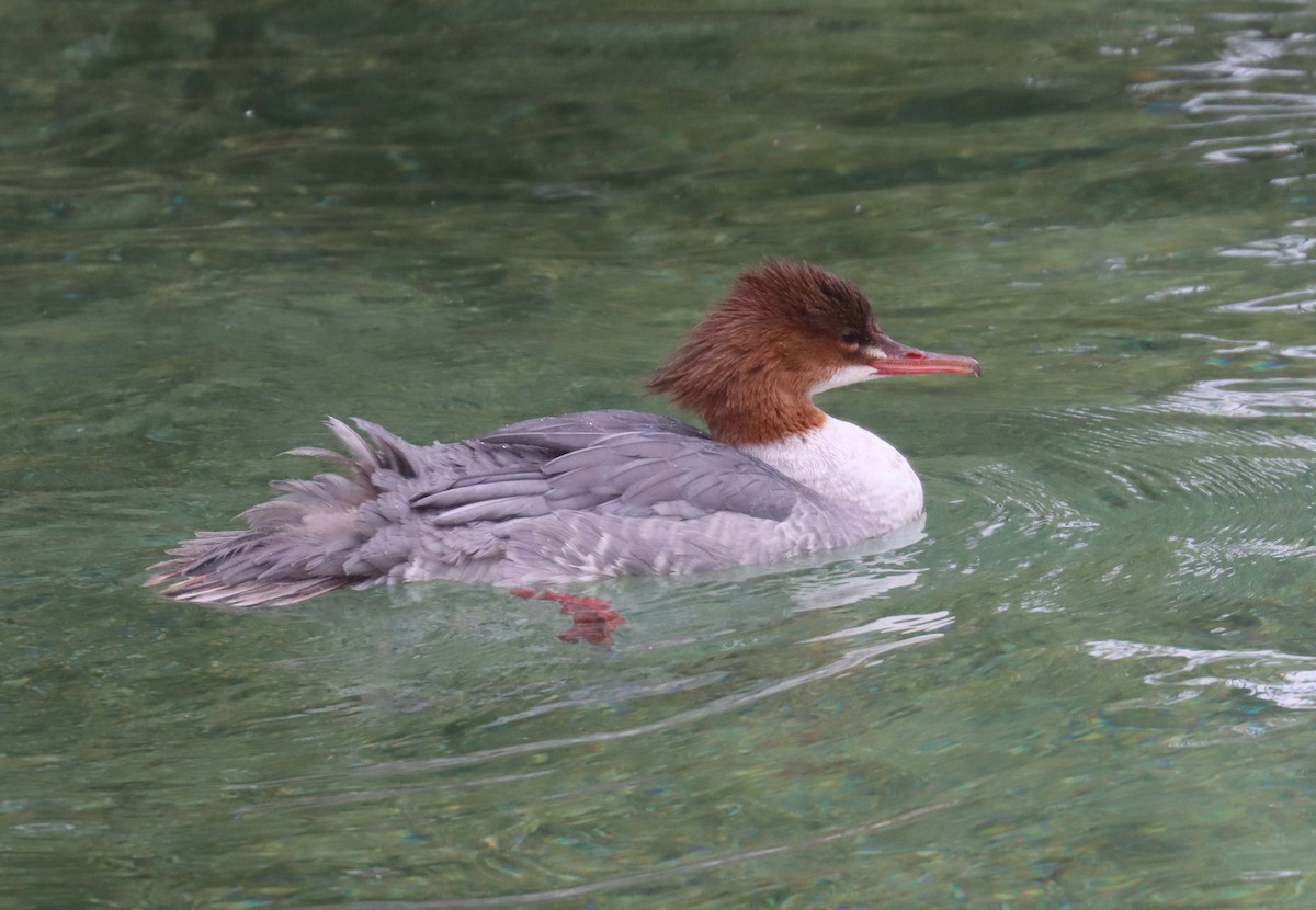 Common Merganser - ML643871766