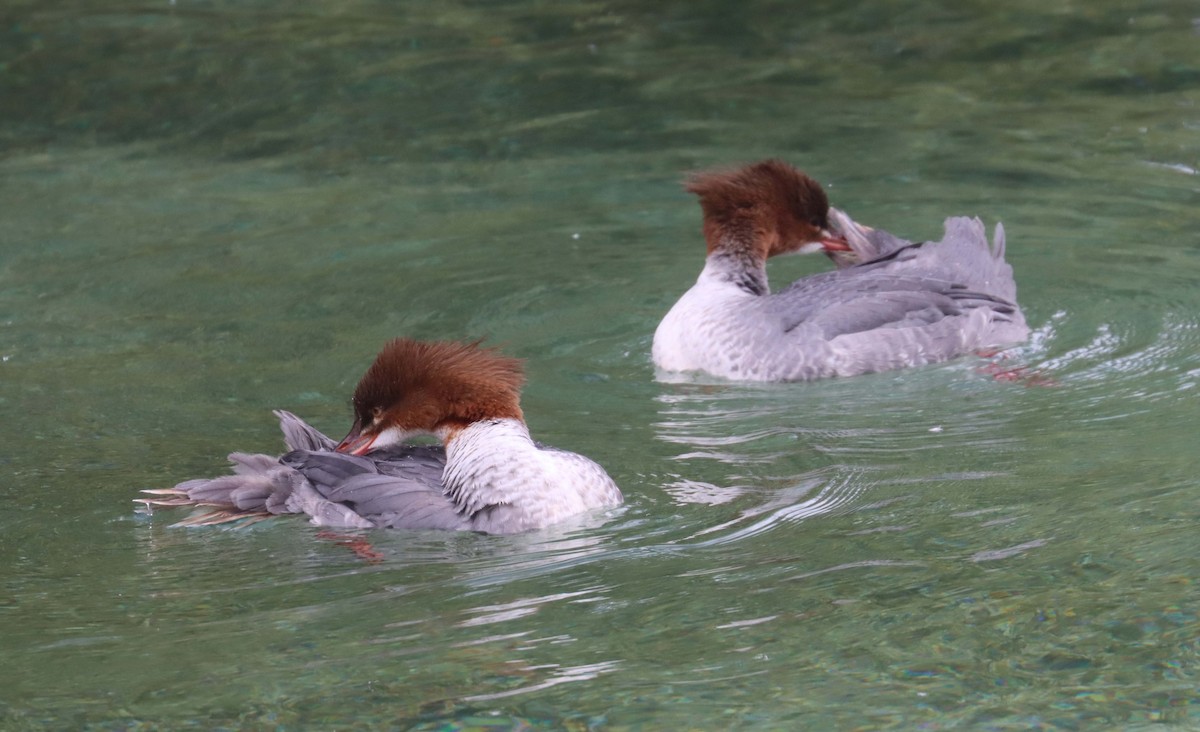 Common Merganser - ML643871767