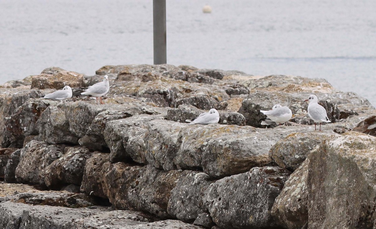 Black-headed Gull - ML643871768