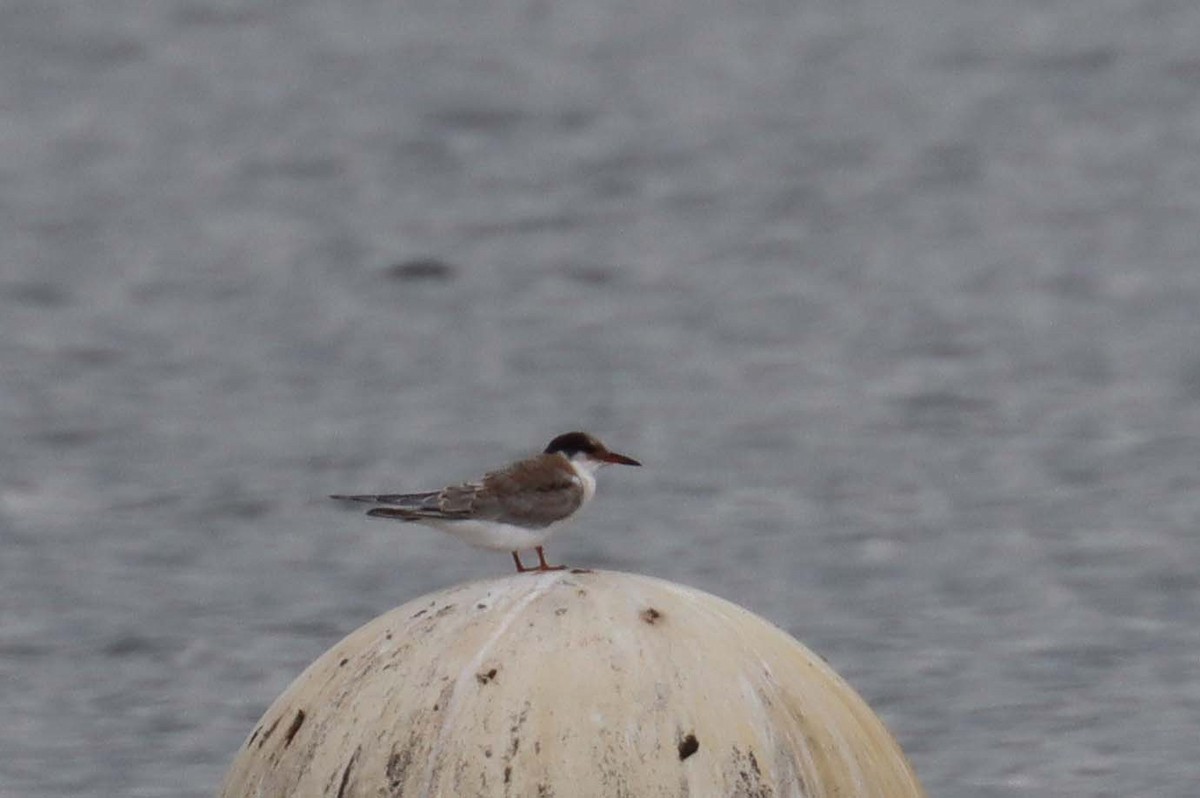 Common Tern - ML643871770