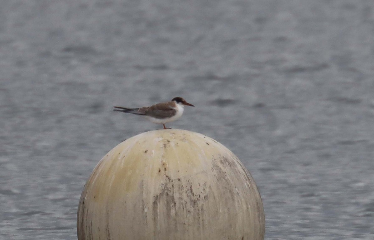 Common Tern - ML643871775