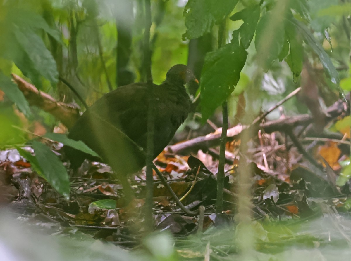 Philippine Megapode - ML643871778