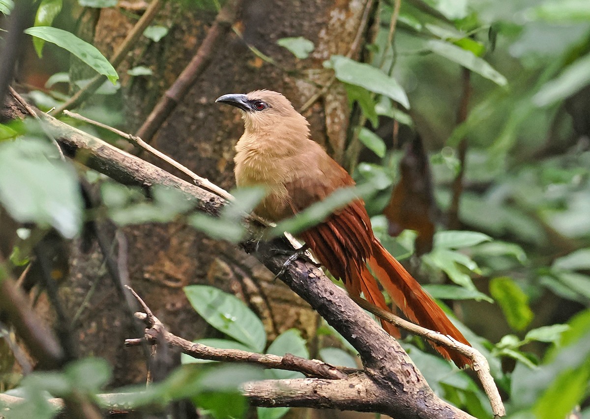 Bay Coucal - ML643871782